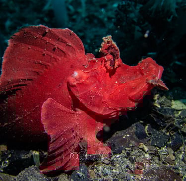 a paddleflap Scorpionfish (Rhinopias eschmeyeri) in Alor, Indoensia