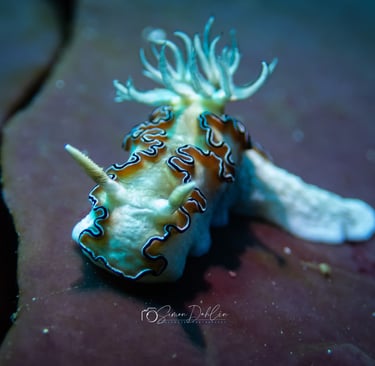 A Nudibranch sitting on a coral in Alor, Indonesia