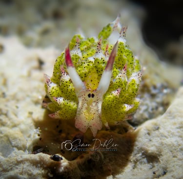 shawn the sheep nudibranch sitting on a rock and looking in the camera in Alor, Indonesia