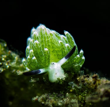 shawn the sheep nudibranch in Alor, Indonesia