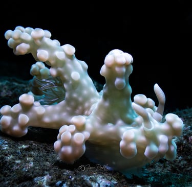 a Nudibranch crawling across the bottom in Alor, Indonesia