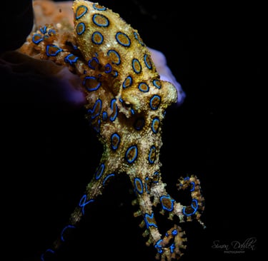 A blue ringed octopus in Alor, Indoensia