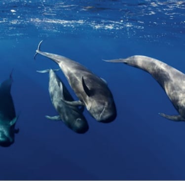 Melon-headed whales in Alor