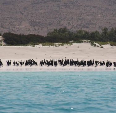 Socotra cormorant bird in shaop beach