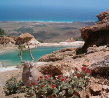 Socotra homhil