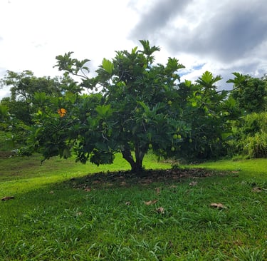 Ulu(breadfruit)Tree