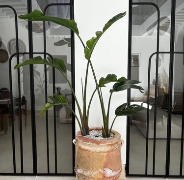 Décoration intérieure du Riad Sofia à Marrakech avec un grand pot en terre cuite et une plante tropi