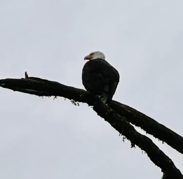 Bald Ealge Alaska