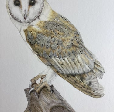 Owl portrait