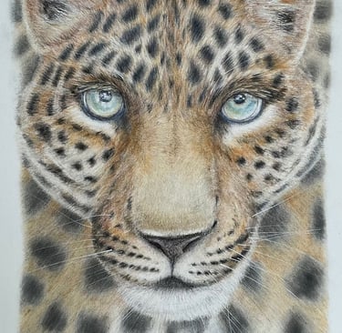 Leopard