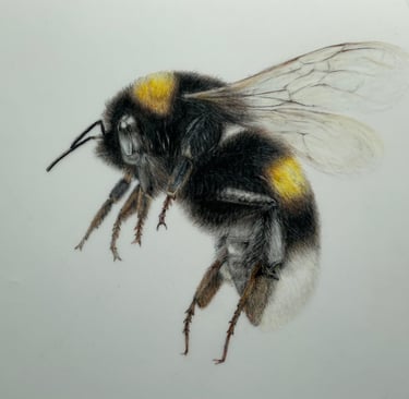Bee