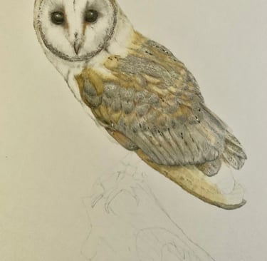 Owl