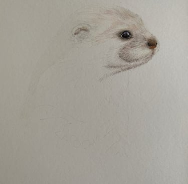 Otter