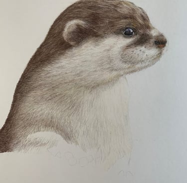 Otter