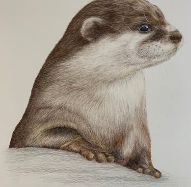 Otter