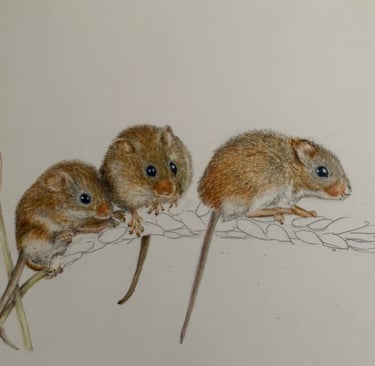 Mice
