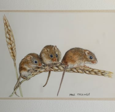Harvest mice