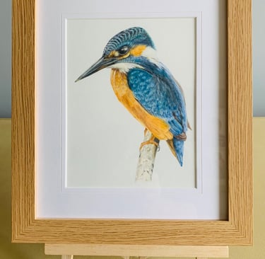 Kingfisher 
