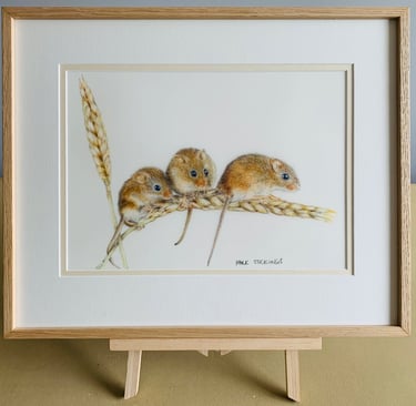 Harvest mice