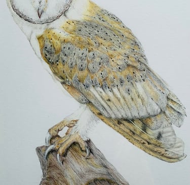 Owl