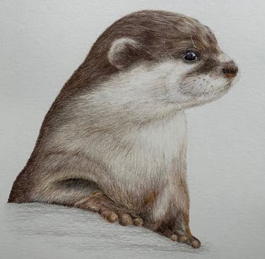 Otter