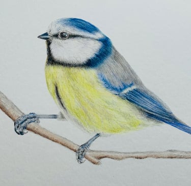 Blue tit