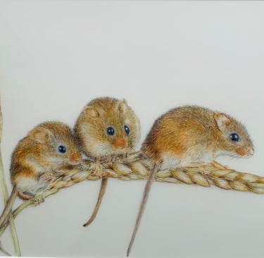 Harvest Mice