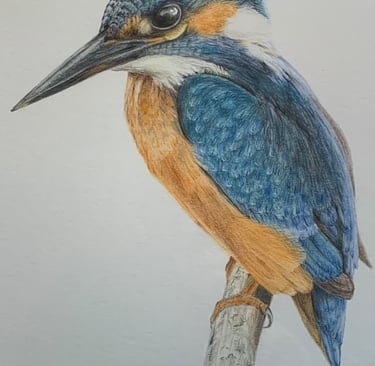Kingfisher
