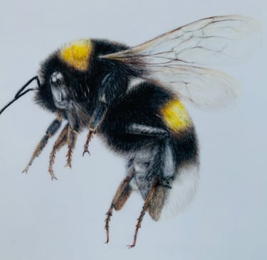 Bee