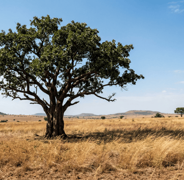 S&B El Artesanal Árbol de Karité en sabana de África