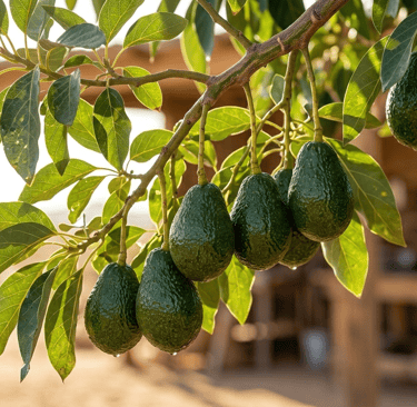 S&B El Artesanal Frutos de Aguacate en huerto con hojas verdes