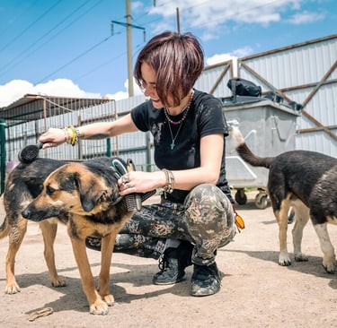 SEO For Animal Shelters in Cyprus