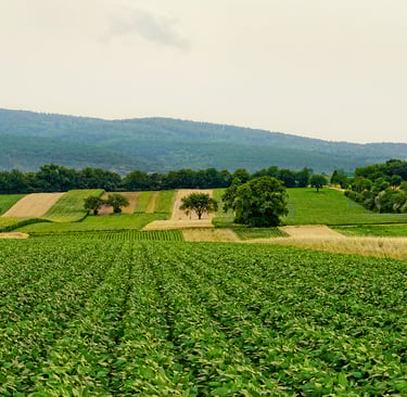 SEO for Agriculture in Cyprus