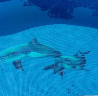A decorative dolphin mosaic tile swimming pool.
