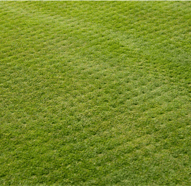 A freshly aerated lawn showing improved soil airflow and stronger turf