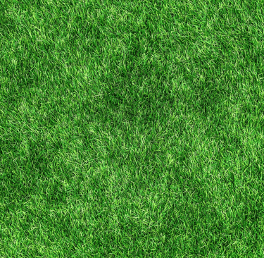 Healthy green lawn after professional lawn treatment, showing even grass growth 