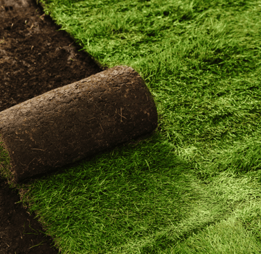Fresh sod being laid to restore a green, healthy lawn