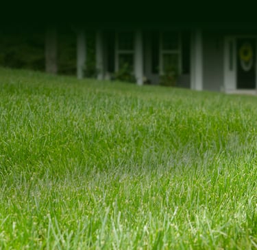 Residential lawn in Morrisville showing results of professional lawn care services