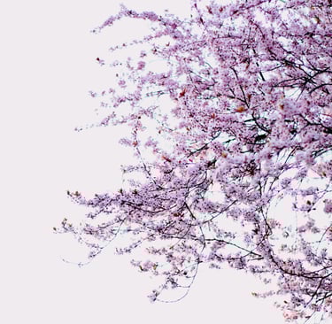 photographie d'un arbre en fleurs