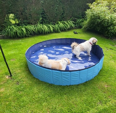 Dogs in pool
