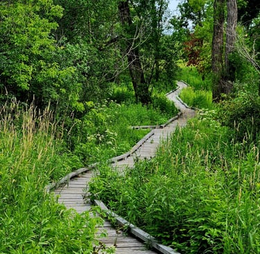 a wooden boardwalk in the middle of a forest