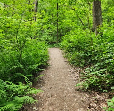 a path leading to a forest with ferns