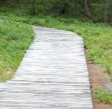 a wooden boardwalk