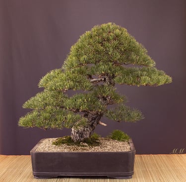 Bonsai coltivato da Massimo Moscato, autore di thriller, sezione L’altro me del sito ufficiale.