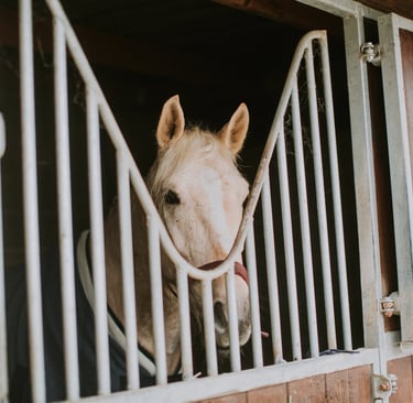 cheval au box lutte contre lamaltraitance des équidés