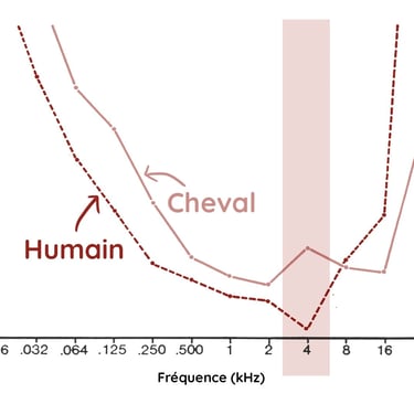 frequences du hennissement du cheval entendu par l'humain