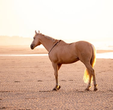 cheval espagnol PRE palomino liberte plage mer