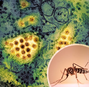 Virus da dengue e seu vetor, Aedes aegypti