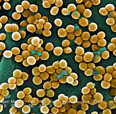 MRSA Bacteria