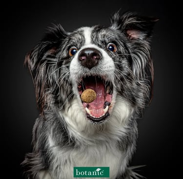 chien attrapant des friandises dogs catching treats